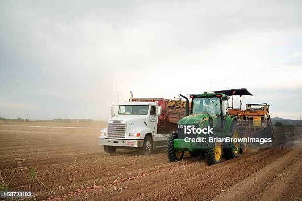 감자 수확하다 들에 대한 스톡 사진 및 기타 이미지 - 들, 레드 포테이토, 가을