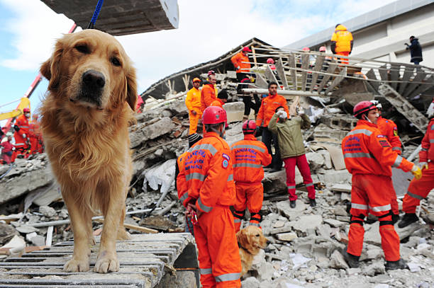Van earthquake "Van, Turkey - November 10, 2011: After the earthquake in Van, rescue teams are searching for earthquake victims with the help of rescue dogs." search and rescue dog photos stock pictures, royalty-free photos & images