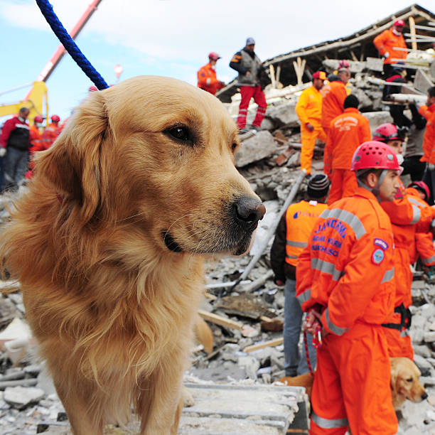 Van earthquake "Van, Turkey - November 10, 2011: After the earthquake in Van, rescue teams are searching for earthquake victims with the help of rescue dogs." turkey earthquake stock pictures, royalty-free photos & images