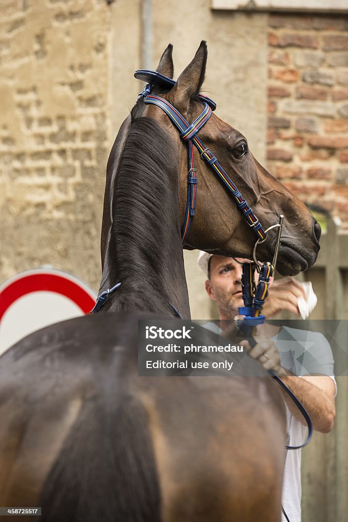 Palio preparação na histórica Siena - Foto de stock de Corrida de Cavalos - Cavalo royalty-free