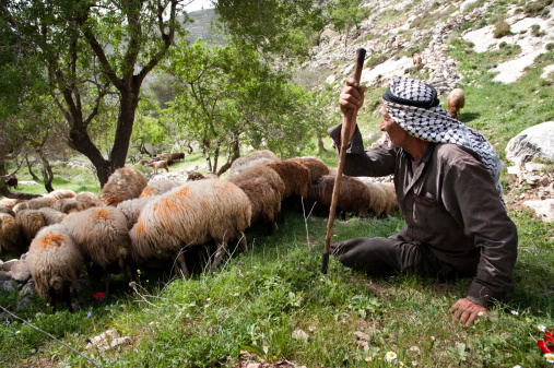 Shepherd herding his flock of sheep, focus on shepherd
