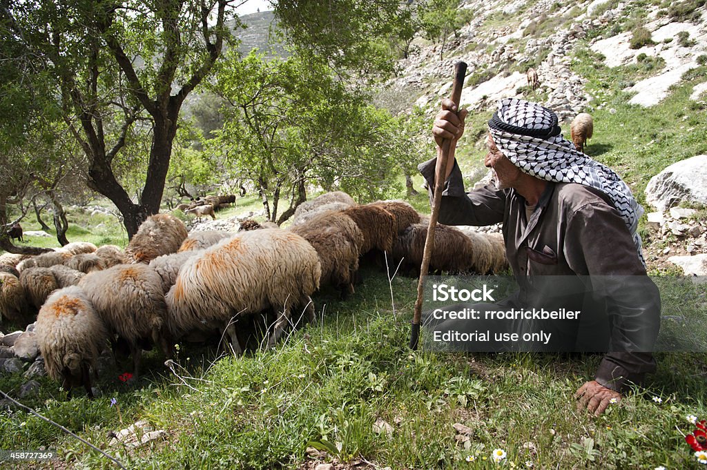 Palestinian shepherd "Sebastia, Occupied Palestinian Territories - April 7, 2012: A Palestinian shepherd tends his flocks of sheep near the West Bank village of Sebastia." Shepherd Stock Photo