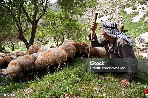 Palestinian Shepherd Stock Photo - Download Image Now - Shepherd, Sheep, Middle Eastern Ethnicity