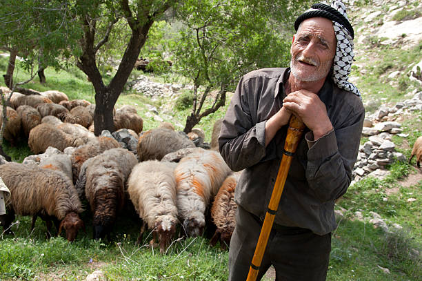 Palestinian shepherd stock photo