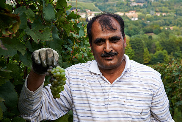 immagrant собирать виноград - filari стоковые фото и изображения