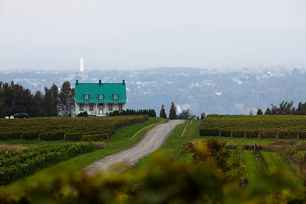 Canadian vineyards stock photo