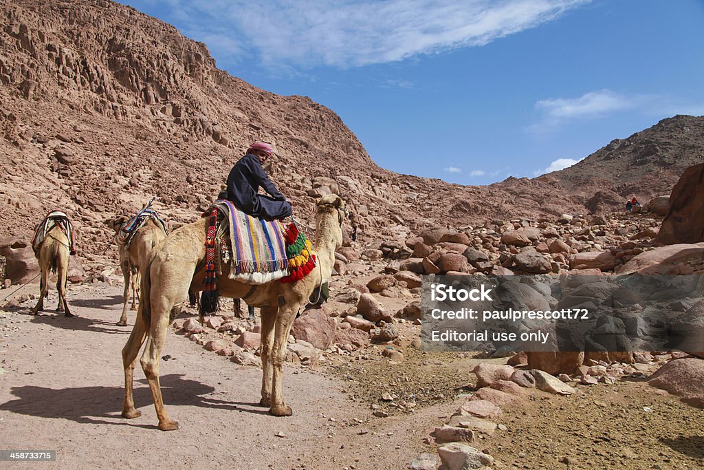 Guia de camelo - Foto de stock de Adulto royalty-free