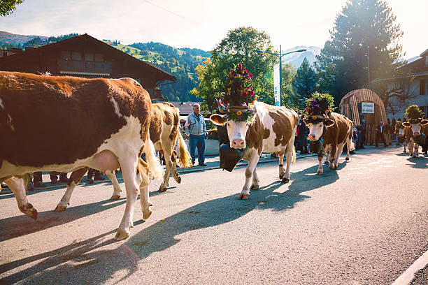 装飾 aelplerfest simmental 牛のパレード - switzerland cow bell agricultural fair agriculture ストックフォトと画像