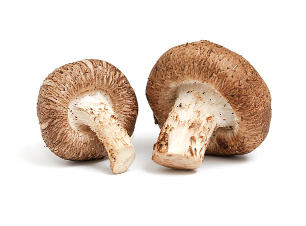 istock Mushrooms isolated on white background 458799179
