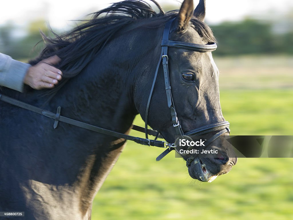 Horse in gallop Close up of horse in gallop with rewarding hand Achievement Stock Photo