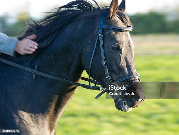 Horse In Gallop Stock Photo - Download Image Now - Achievement, Adult, Agricultural Field