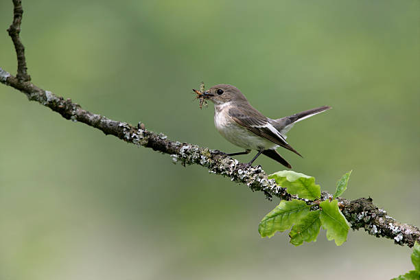 istock Pied flycatcher, Ficedula hypoleuca 458801873