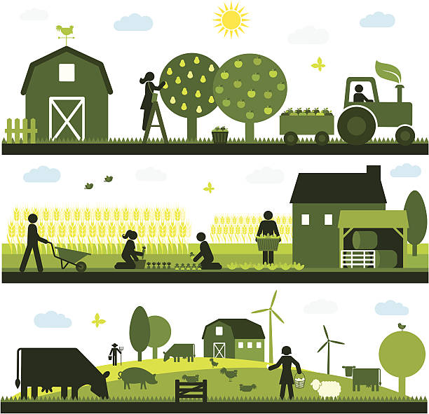 Organic Agriculture Organic agriculture and farming - horizontal design tractor illustrations stock illustrations