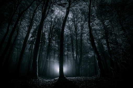 Dark scary night forest shot with mysterious light.