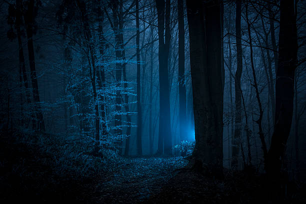 istock Dark scary night forest shot with mysterious light 458804617