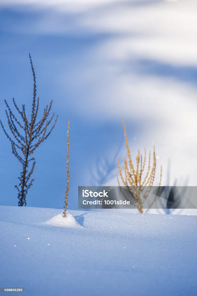 Rośliny i światło słoneczne na śniegu - Zbiór zdjęć royalty-free (Abstrakcja)