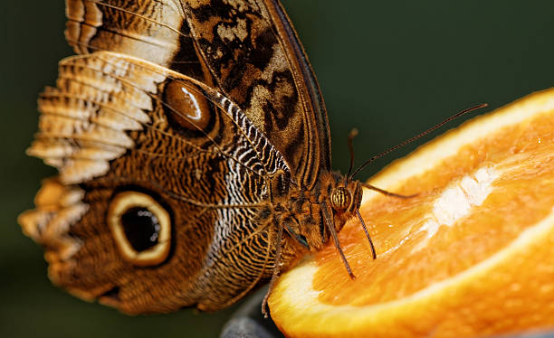 istock Macro photograph of a butterfly 458807001