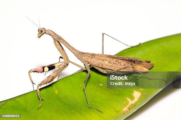 Mantis Its Paws Have Colored Stripes Stock Photo - Download Image Now - Animal, Animals Hunting, Animals In The Wild
