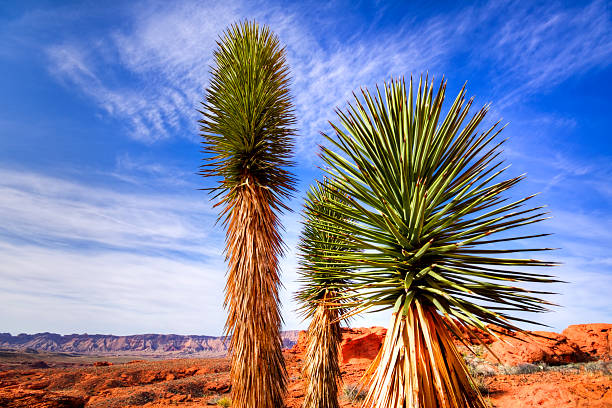 istock Joshua Trees and Sandstone Hills 458808885