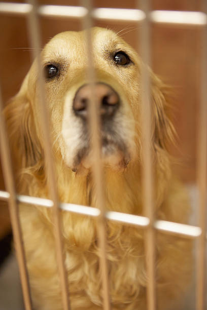 istock Golden Retriever Dog In Cage At Veterinary Surgery 458811457