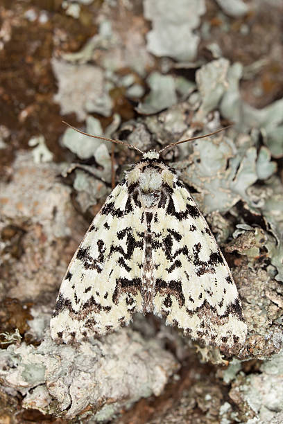 istock Griposia aprilina 458811559