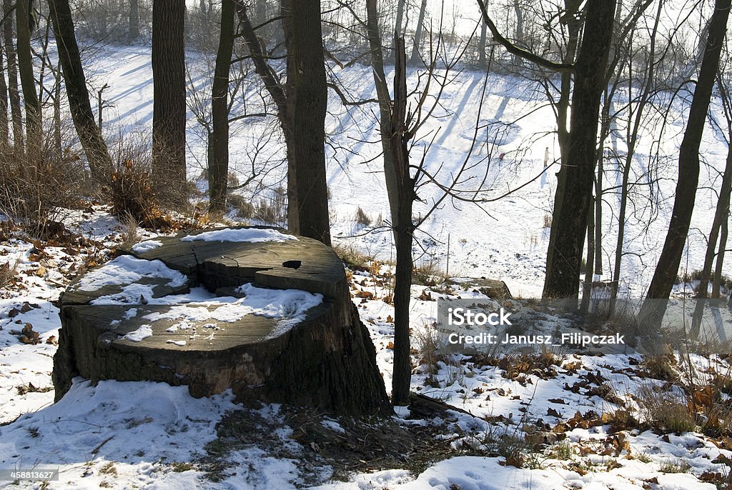 Winter landscape . Felled tree stump on a frosty day . Winter landscape . Felled tree stump on a frosty winter day . Beauty Stock Photo