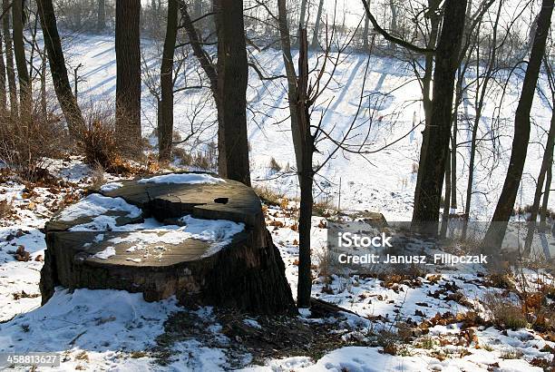 Winter Landscape Felled Tree Stump On A Frosty Day Stock Photo - Download Image Now
