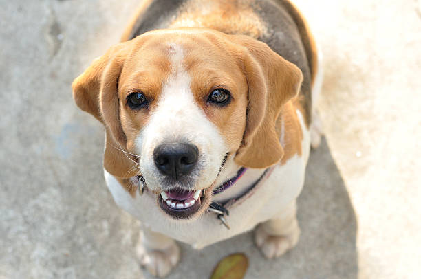 istock Portrait cute beagle puppy dog looking up 458815885