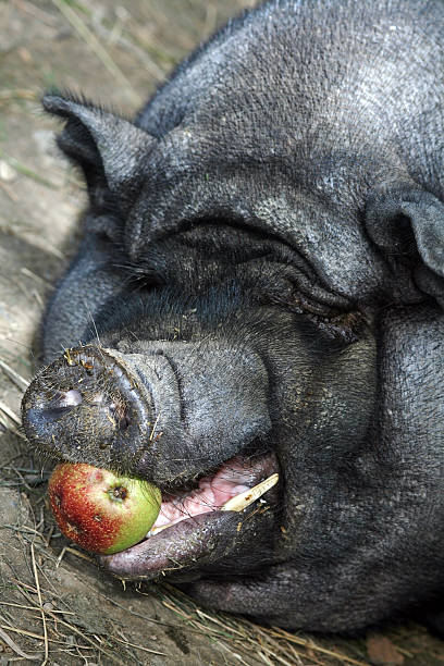 świnia paunch - schweinekopf zdjęcia i obrazy z banku zdjęć