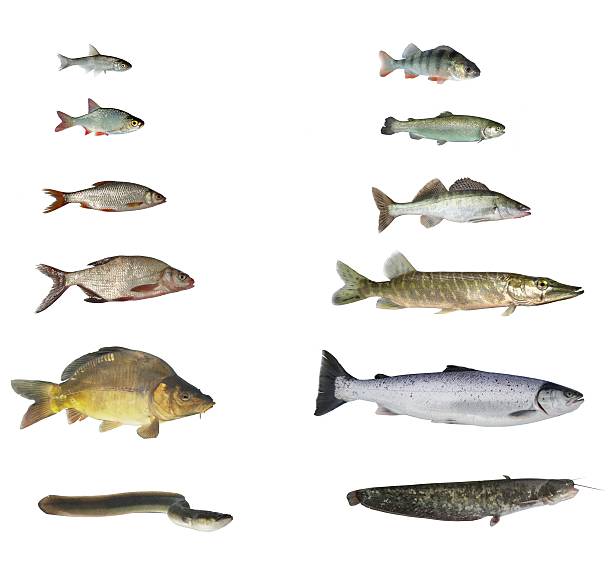 istock fish of rivers and lakes 458830295