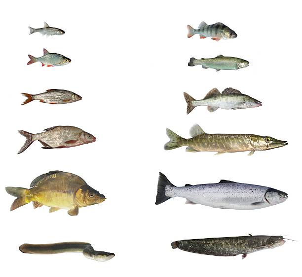 fish of rivers and lakes fish of rivers and lakes on white background rudd fish stock pictures, royalty-free photos & images