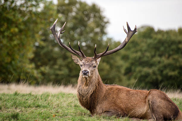 istock Red deer stag during rutting season in Autumn 458830397