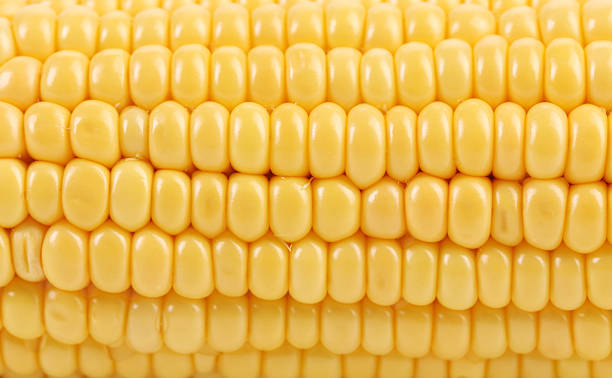 istock Background of corn grains. 458831681