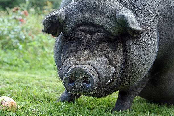 o paunch porco - schweinekopf - fotografias e filmes do acervo