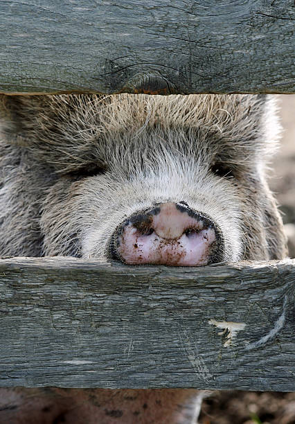 豚の - schweinekopf ストックフォトと画像