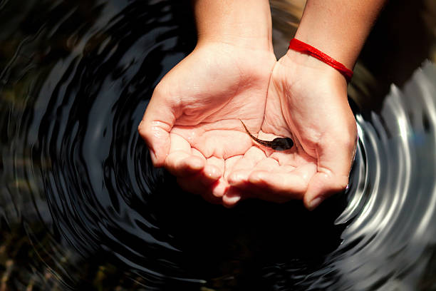 descobrir a natureza - tadpole frog human hand young animal imagens e fotografias de stock