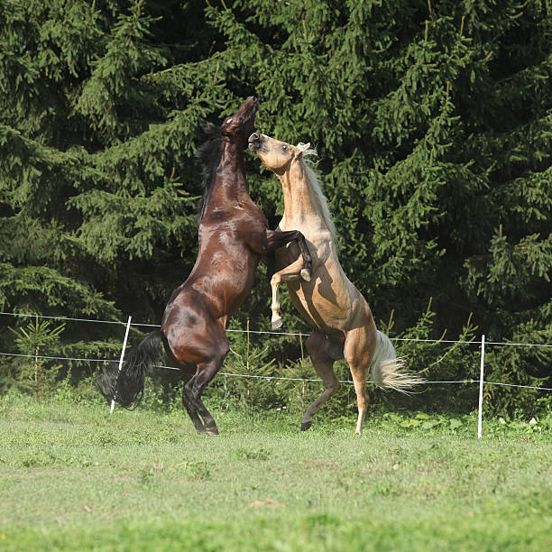 istock Two quarter horse stallions fighting with each other 458839357