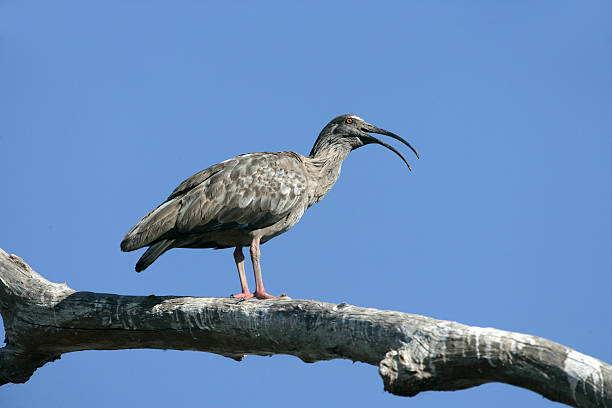 istock Plumbeous ibis, Theristicus caerulescens 458841077