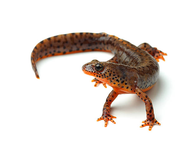 carpathian newt (lissotriton montandoni) en blanco - salamandra fotografías e imágenes de stock