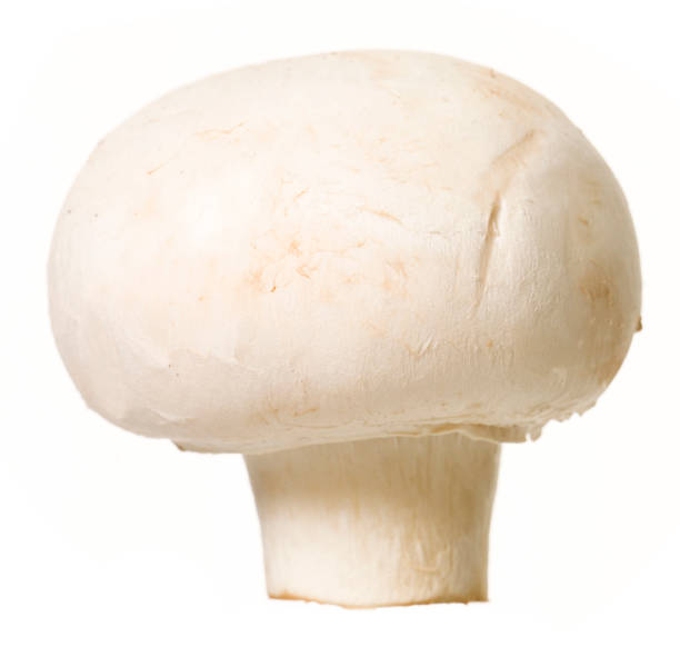 aislado tipo seta - edible mushroom white mushroom isolated white fotografías e imágenes de stock