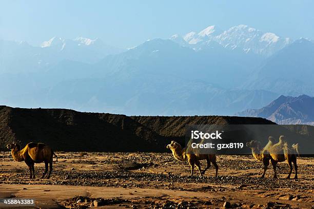 Foto de Camelos No Deserto Com Montanhas E Céu Azul e mais fotos de stock de Amarelo - Amarelo, Animal, Animal selvagem