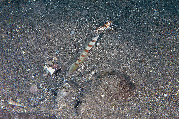 Goby and bulldozer shrimp Goby and bulldozer shrimp on sand shrimp goby stock pictures, royalty-free photos & images