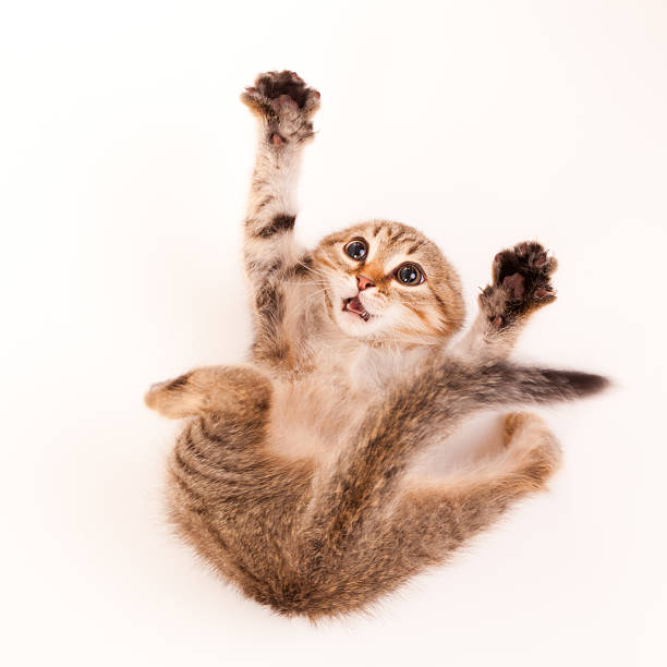 Scared kitten falling and reaching up stock photo