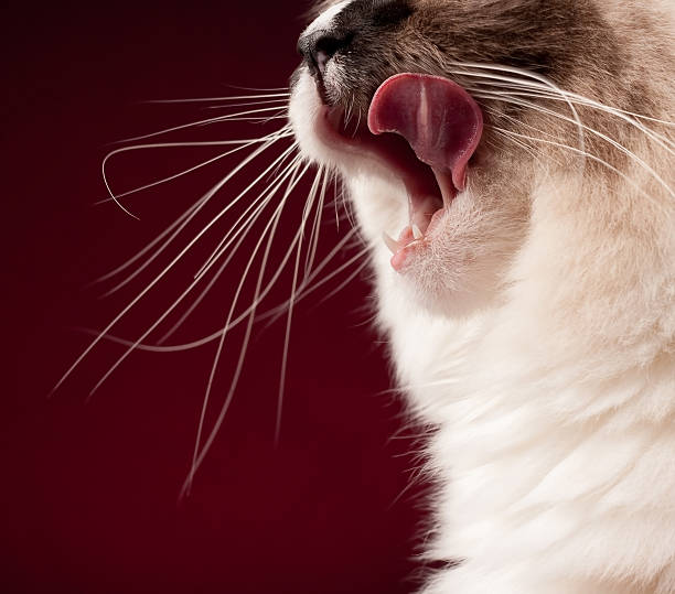 Close-up of a white and brown cat licking his lips Hungry ragdoll cat licking her lips. animal whisker stock pictures, royalty-free photos & images