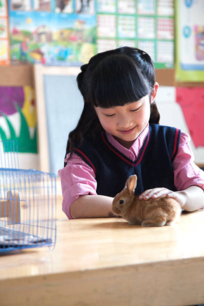 istock Schoolgirl petting pet rabbit in classroom 458848297