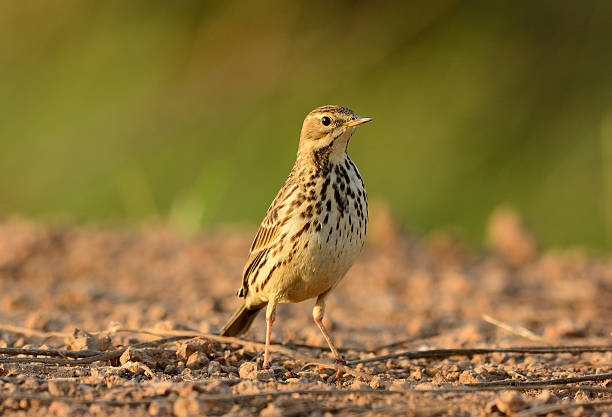 istock immature Red-throated Pipit (Anthus cervinus) 458848351