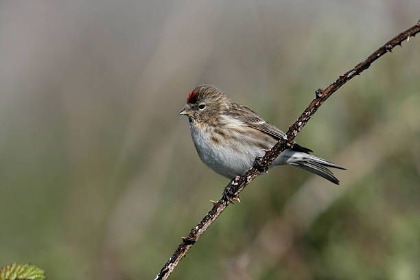 istock Lesser redpoll, Carduelis cabaret 458848373