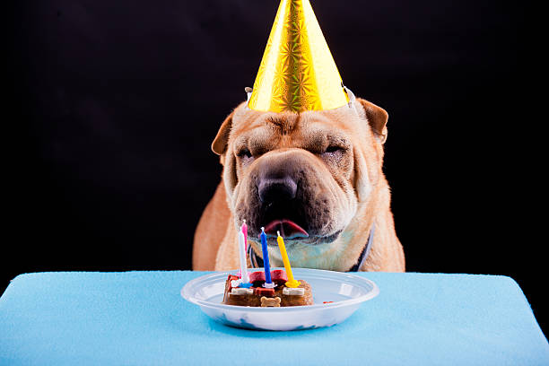 istock sharpei dog celebrating birthday 458848701