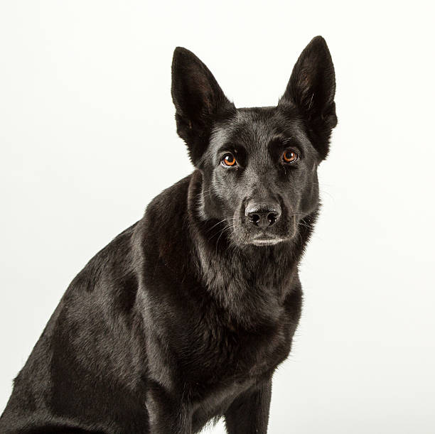 istock Black German shepherd sitting looking at you in studio 458849159