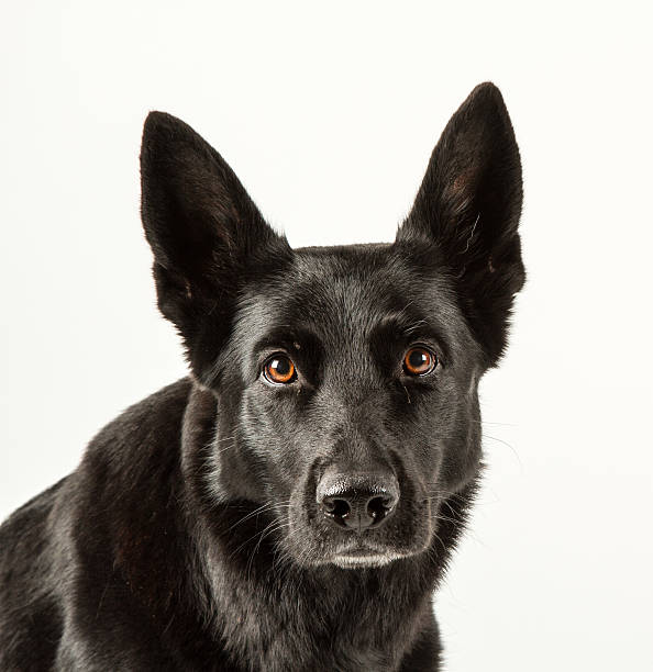 istock Black German shepherd sitting looking at you in a studio 458849169